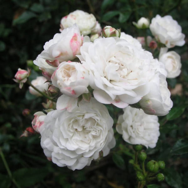 Роза Кристалл 2