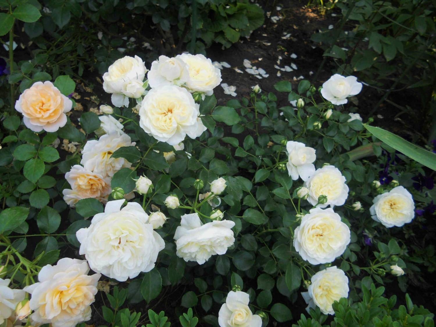 Роза Кристалл 3