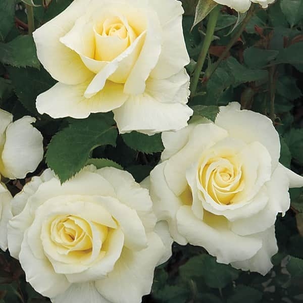 Роза Кристалл 4