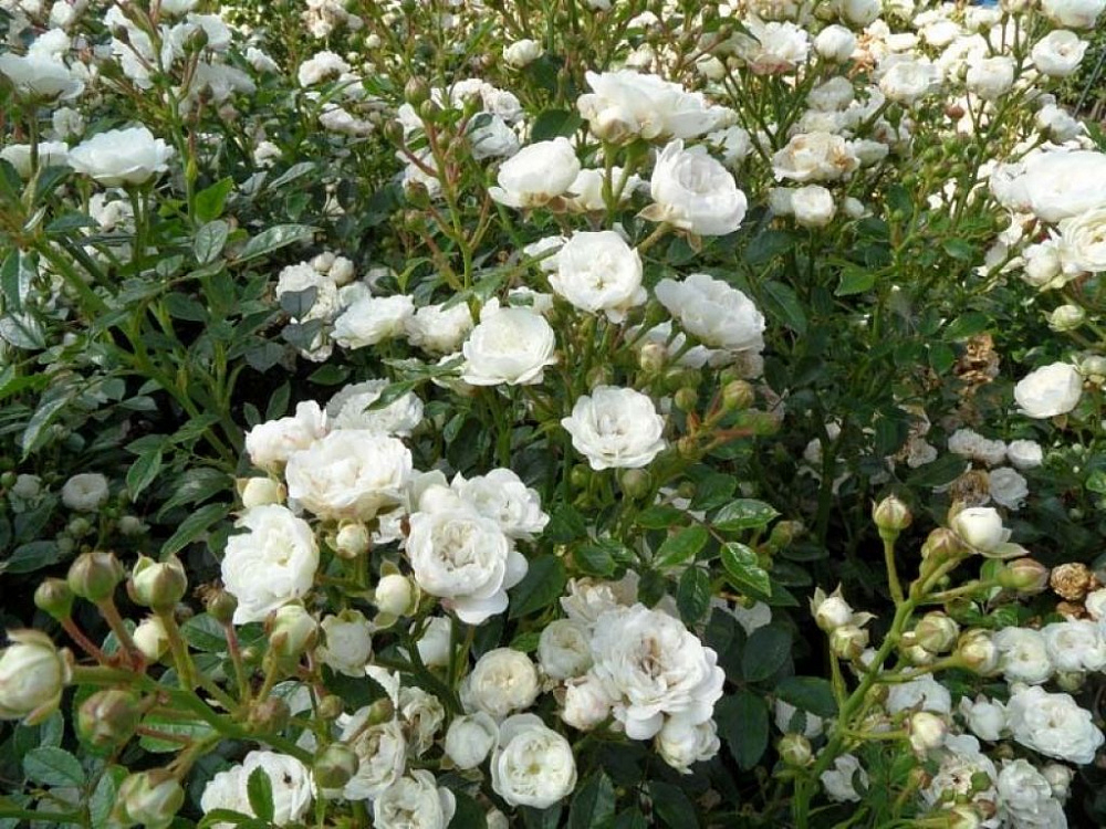 Роза Кристалл