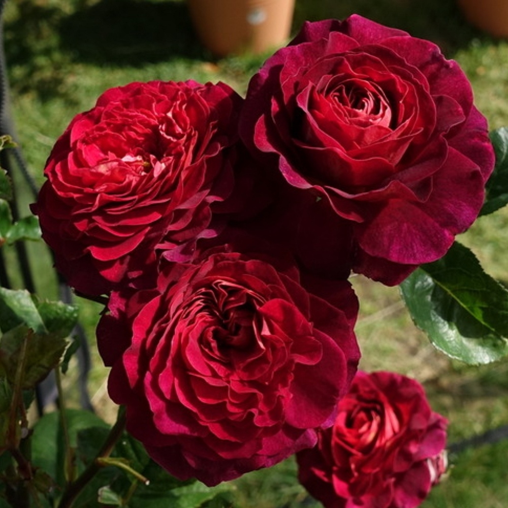 Роза Кристиан Тетедой 2