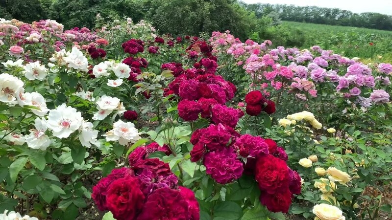 Роза Кристиан Тетедой 3