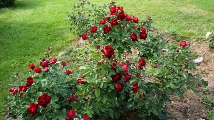 Роза Кристиан Тетедой 4