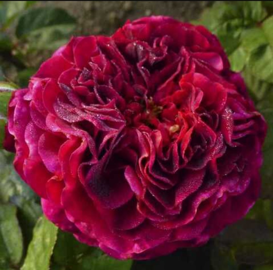 Роза Кристиан Тетедой 5