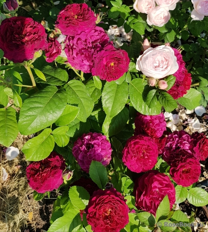 Роза Кристиан Тетедой 6