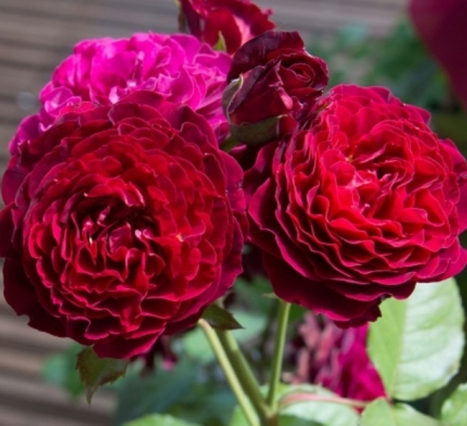 Роза Кристиан Тетедой