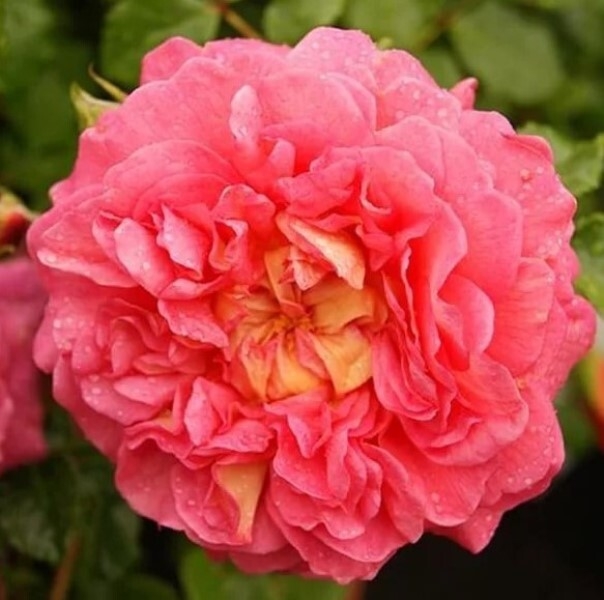 Роза Кристофер Марлоу 3