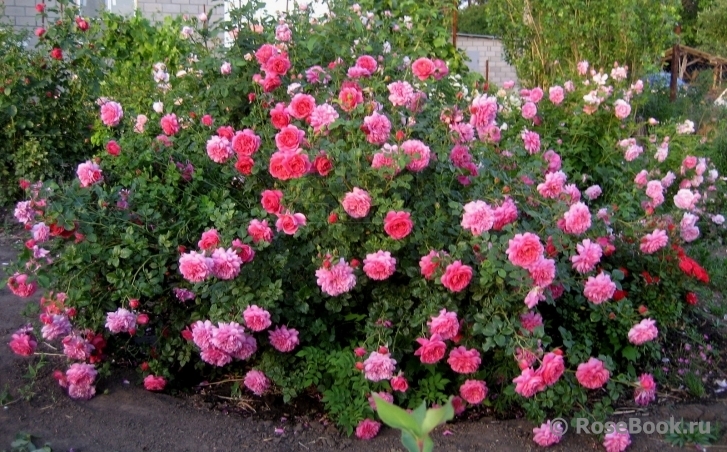 Роза Кристофер Марлоу 4