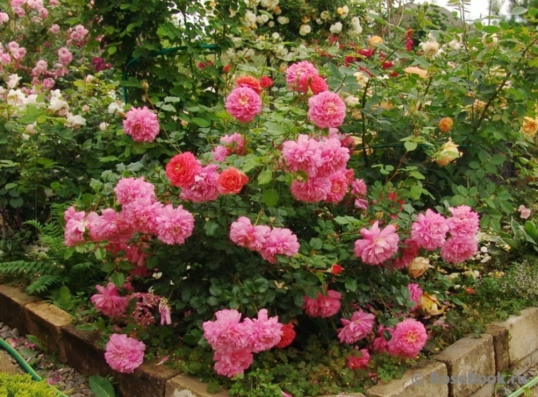 Роза Кристофер Марлоу 6