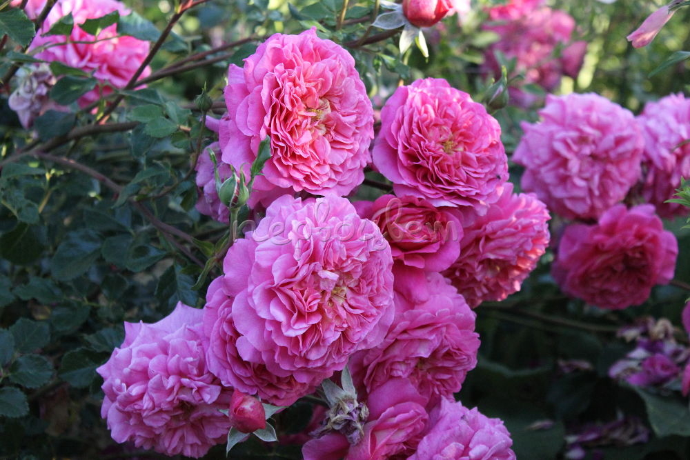 Роза Кристофер Марлоу 7