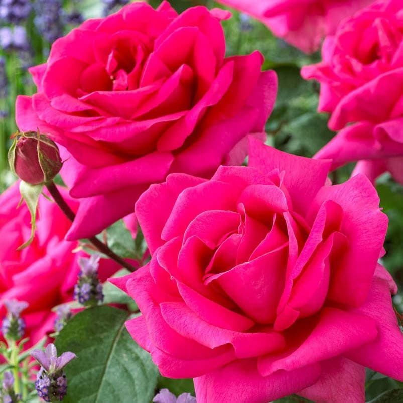 Роза Критерион 2