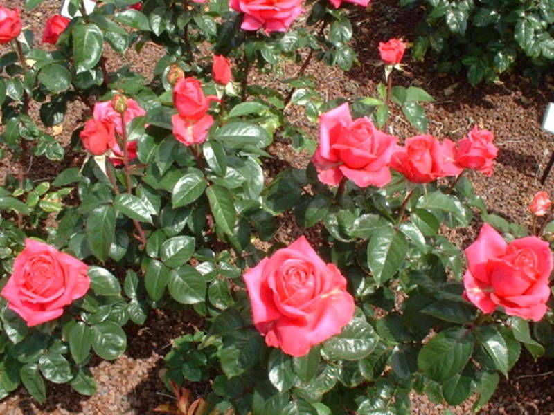 Роза Критерион 3