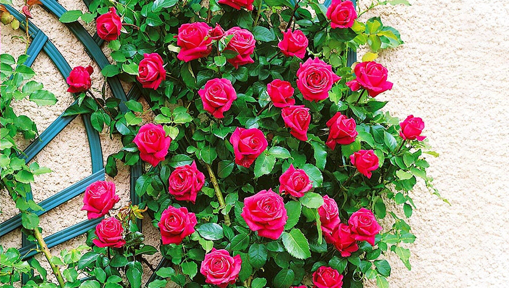 Роза Критерион 4