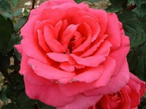 Роза Критерион