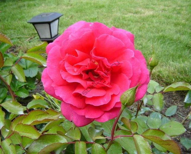 Роза Критерион 5