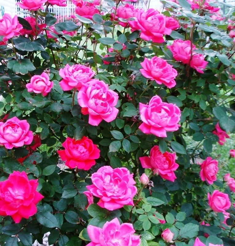 Роза Критерион 6