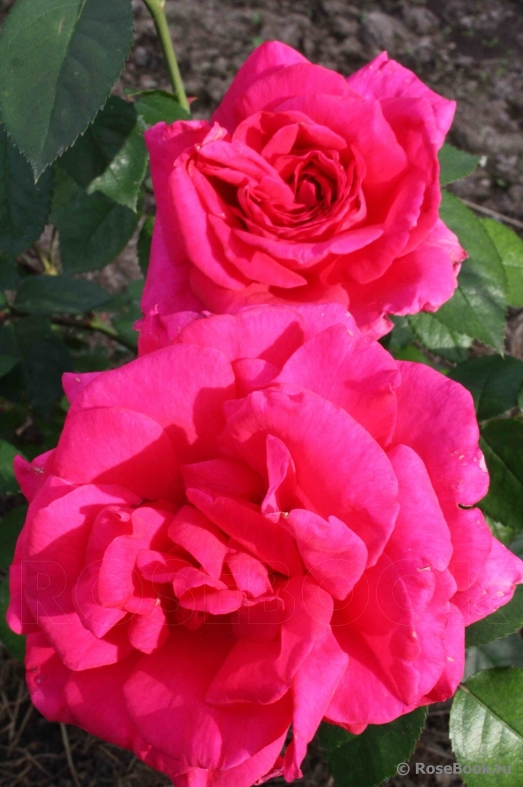 Роза Критерион 7