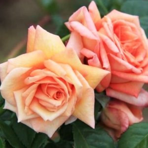 Роза Критик