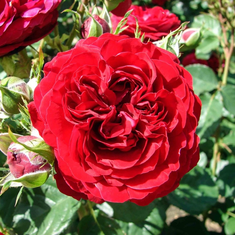 Роза Кронборг 2