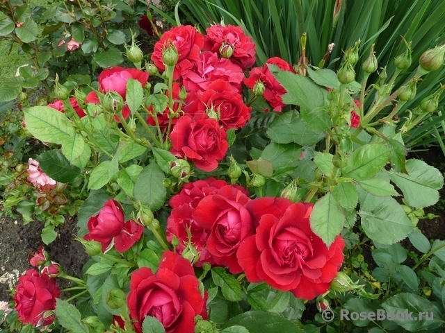 Роза Кронборг 3