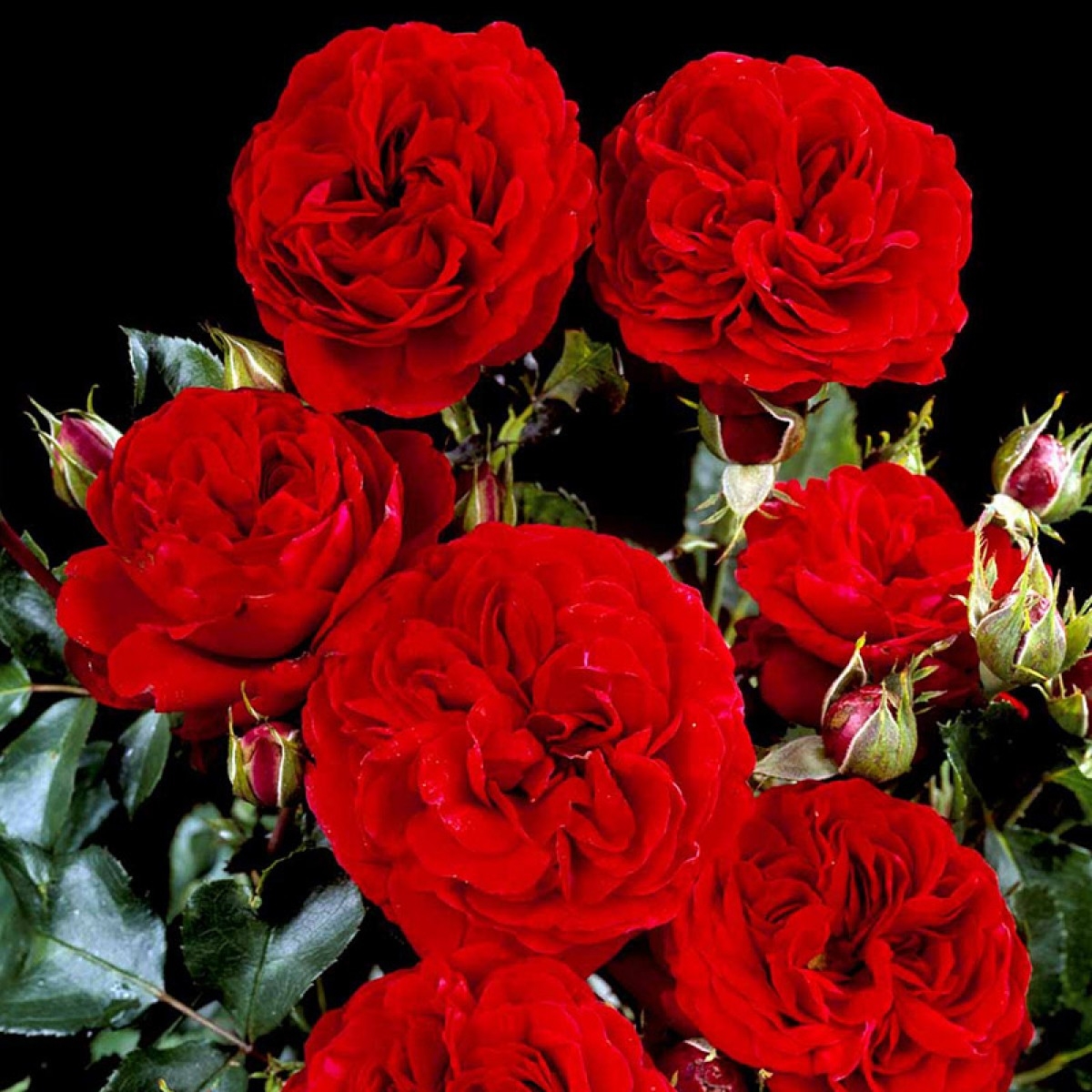 Роза Кронборг 4