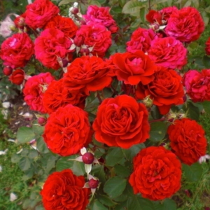 Роза Кронборг