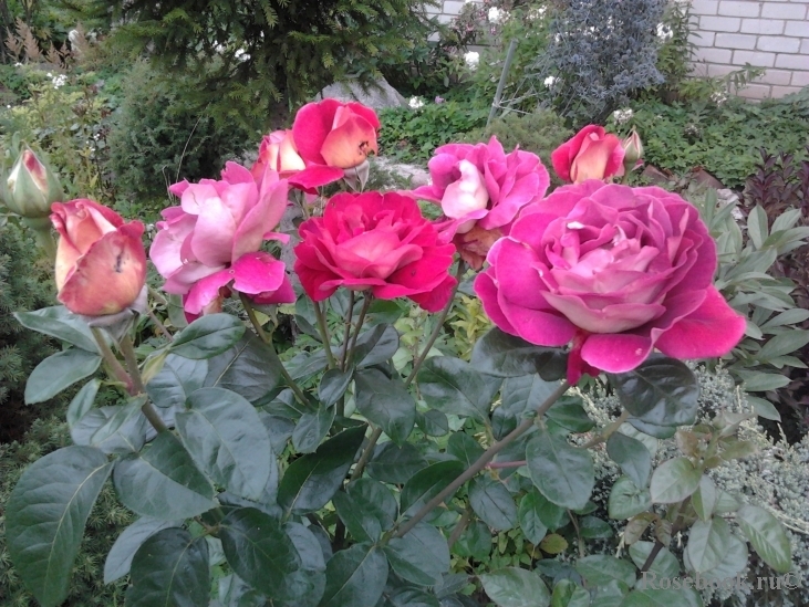 Роза Кроненбург 4