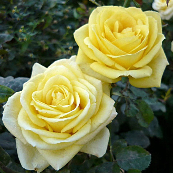 Роза Кронос 2