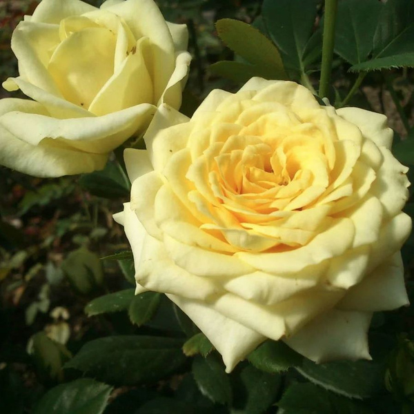 Роза Кронос 3