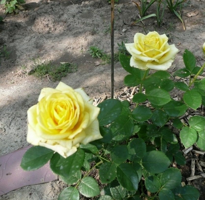 Роза Кронос 4