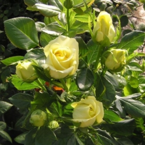 Роза Кронос