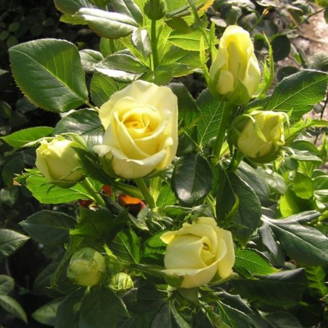 Роза Кронос