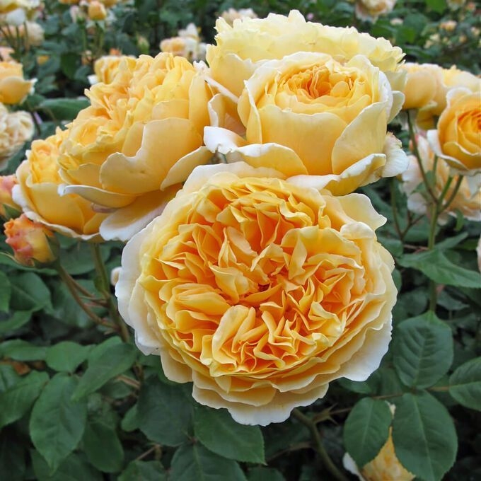 Роза Кроун Принцесса Маргарет 4