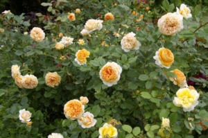 Роза Кроун Принцесса Маргарет