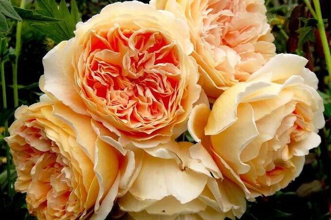 Роза Кроун Принцесса Маргарет 5