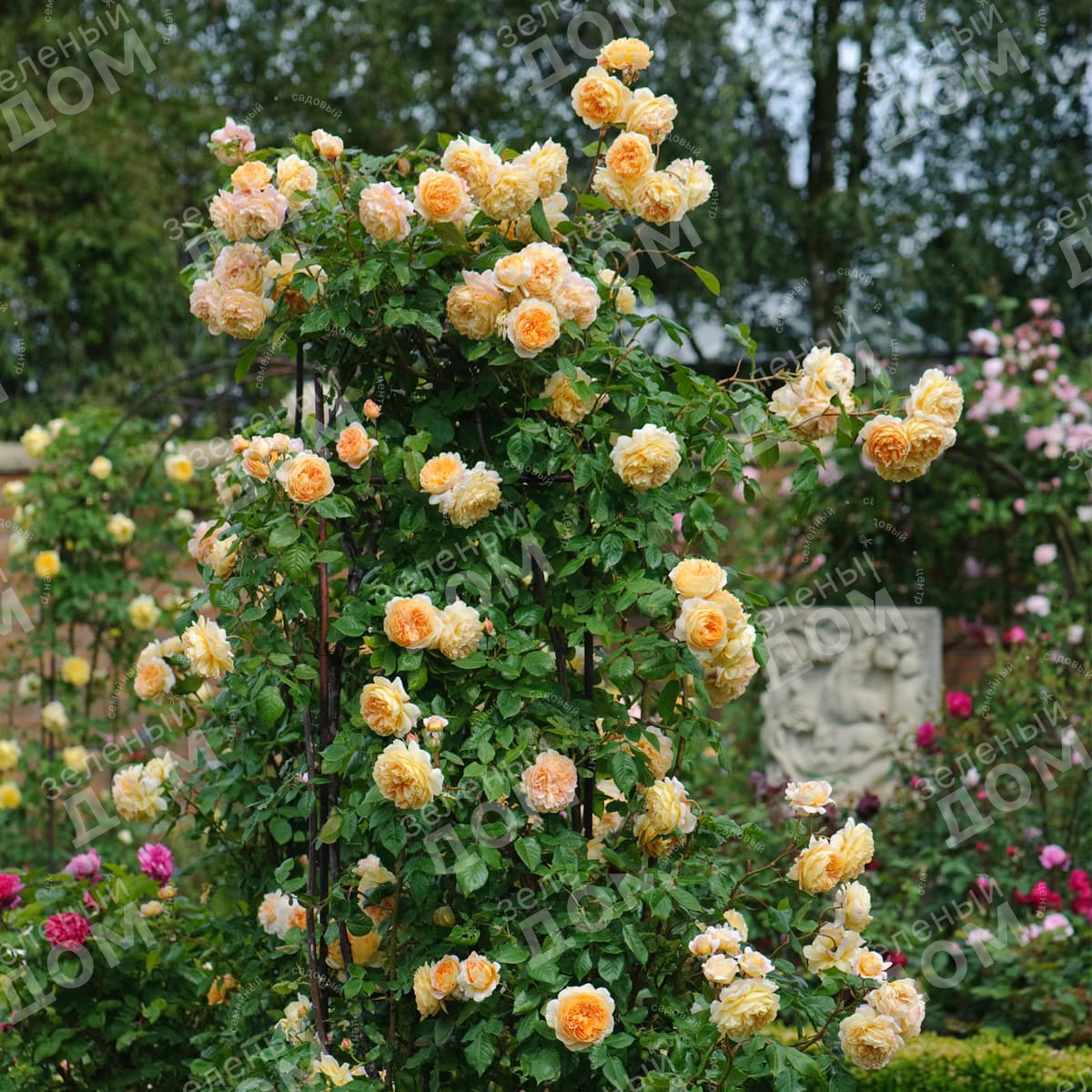 Роза Кроун Принцесса Маргарет 6