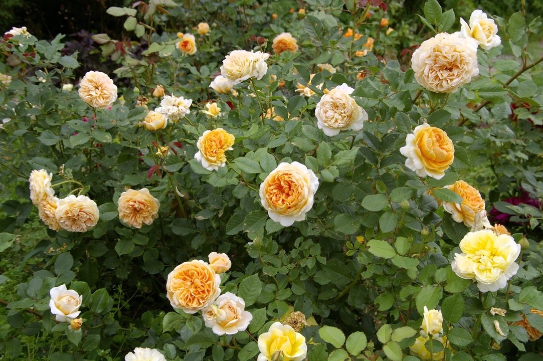 Роза Кроун Принцесса Маргарет