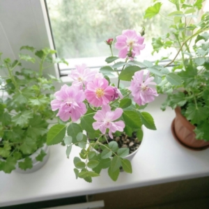 Роза Крылья ангела