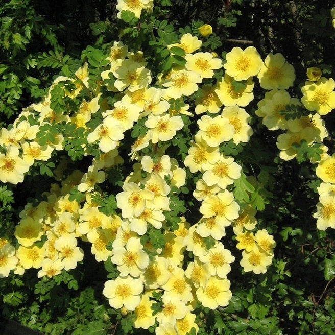 Роза Ксантина 3