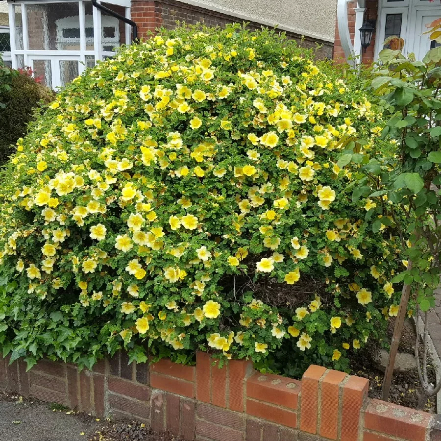 Роза Ксантина 4