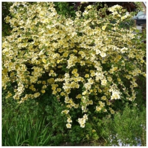 Роза Ксантина