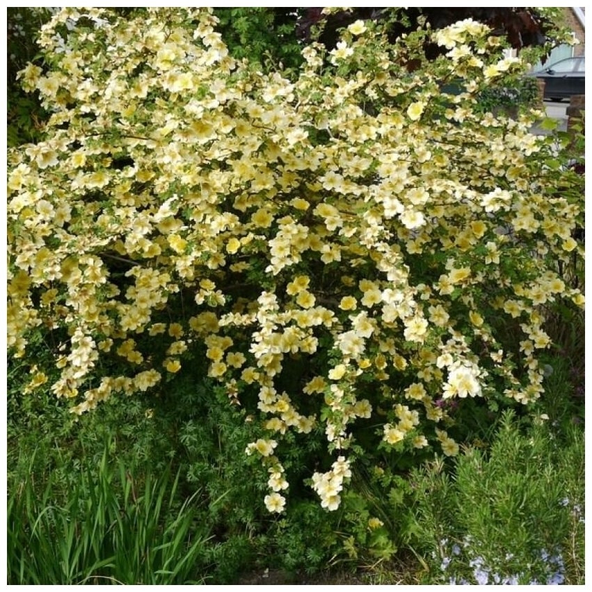 Роза Ксантина