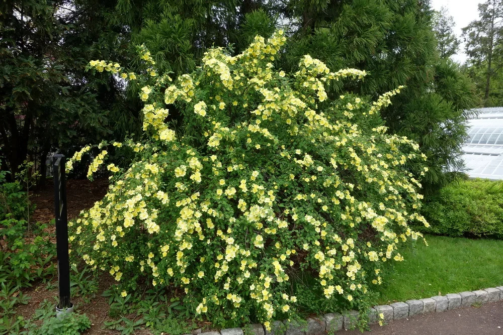 Роза Ксантина 2