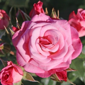 Роза Ксения