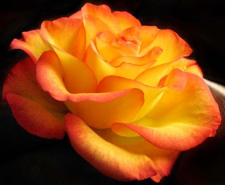 Роза Ксюша 3