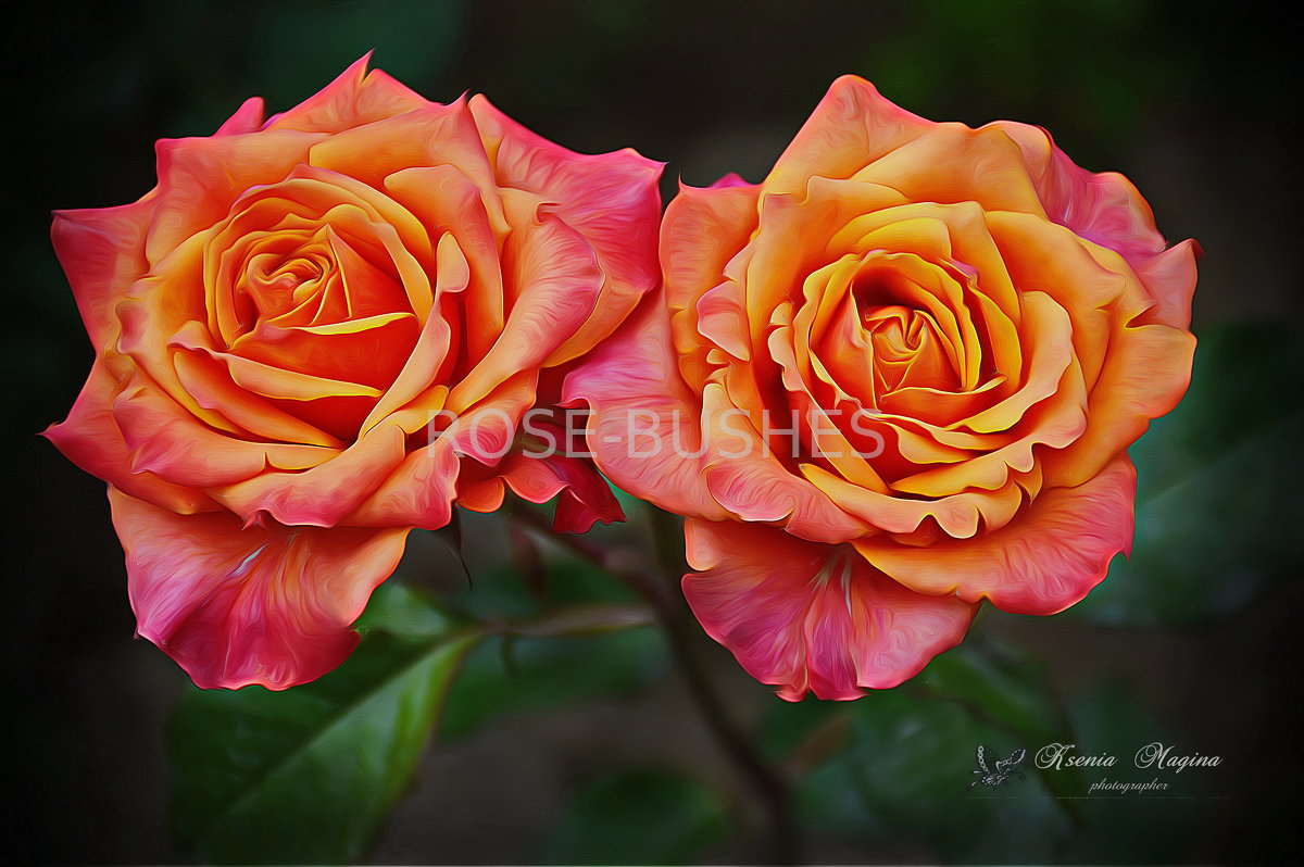 Роза Ксюша 4