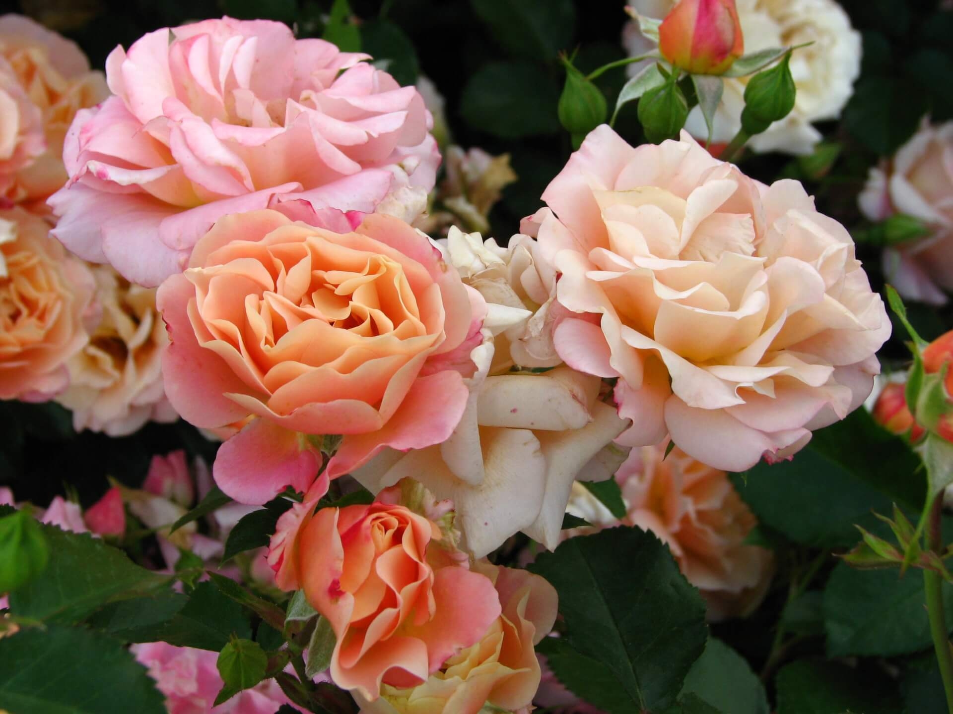 Роза Кубана 3