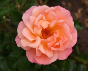 Роза Кубана