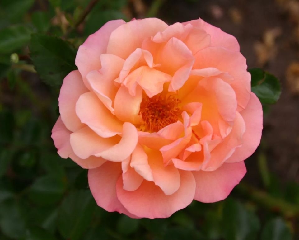 Роза Кубана