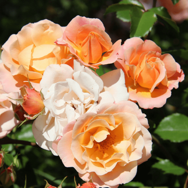 Роза Кубана 2